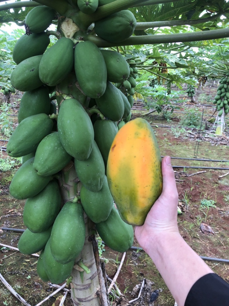 雷州冰糖红心木瓜