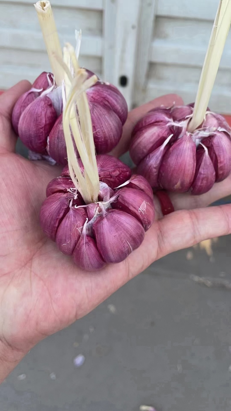 河南大蒜鲜蒜蒜头土蒜扒皮蒜紫皮蒜干蒜