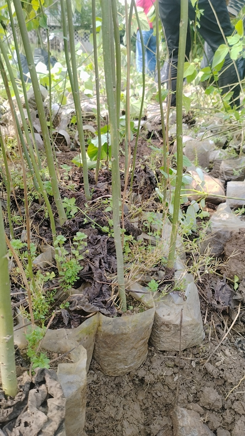 山桐子杯苗袋苗