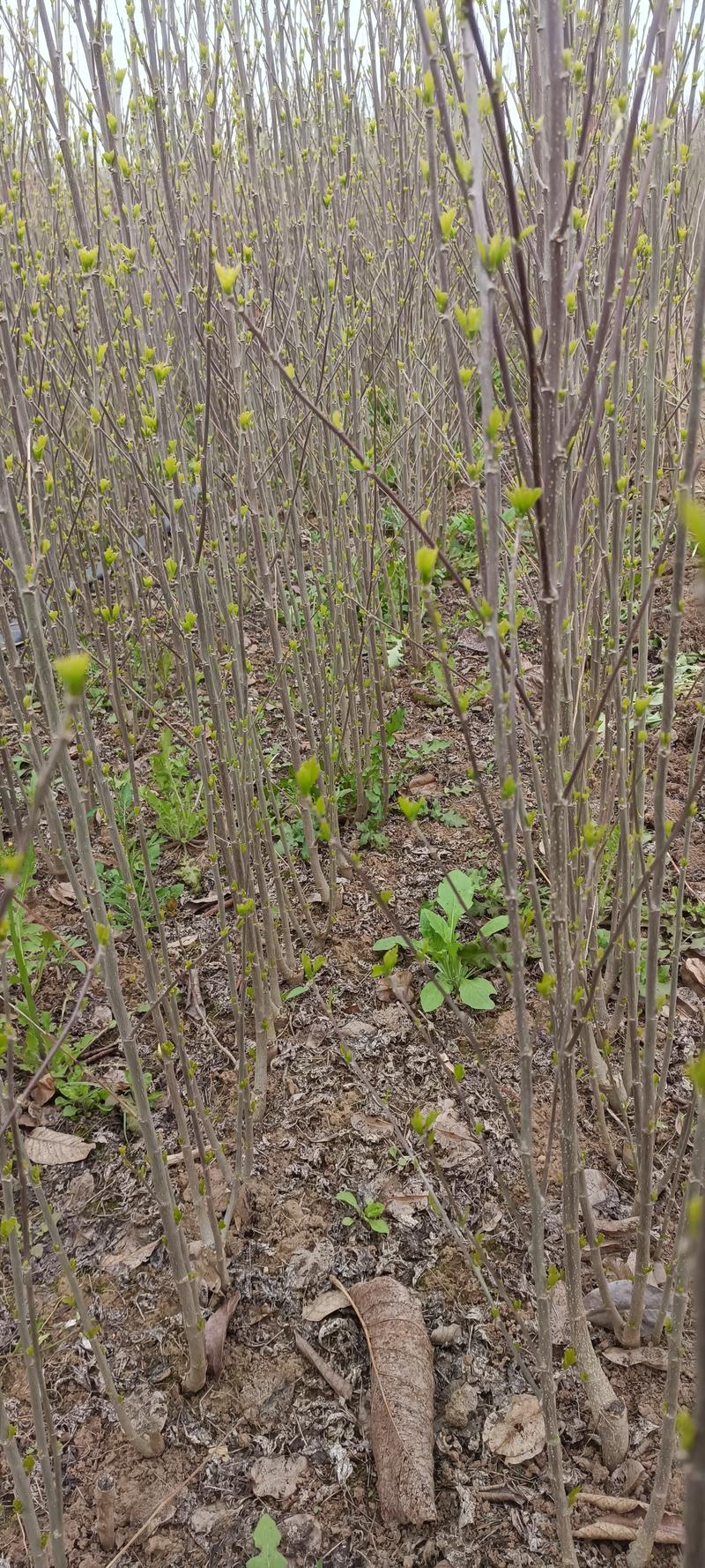 木槿小苗木槿花木槿树从生红花木槿欢迎选用