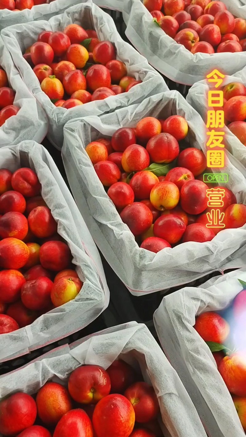 湖北省各品种油桃即将大量上市，品质好口感好！