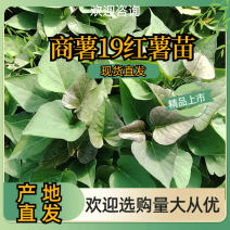 商薯19红薯苗红皮白瓤产地直发一手货源存活率高