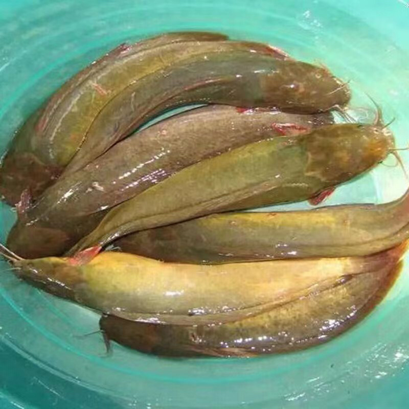 福建自养塘角鱼，胡子鲶，量大从优，欢迎选购