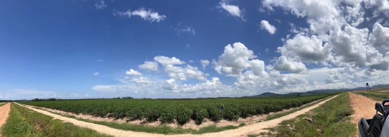 [推荐]淀粉木薯淀粉对接各大工厂基地直发欢迎来电