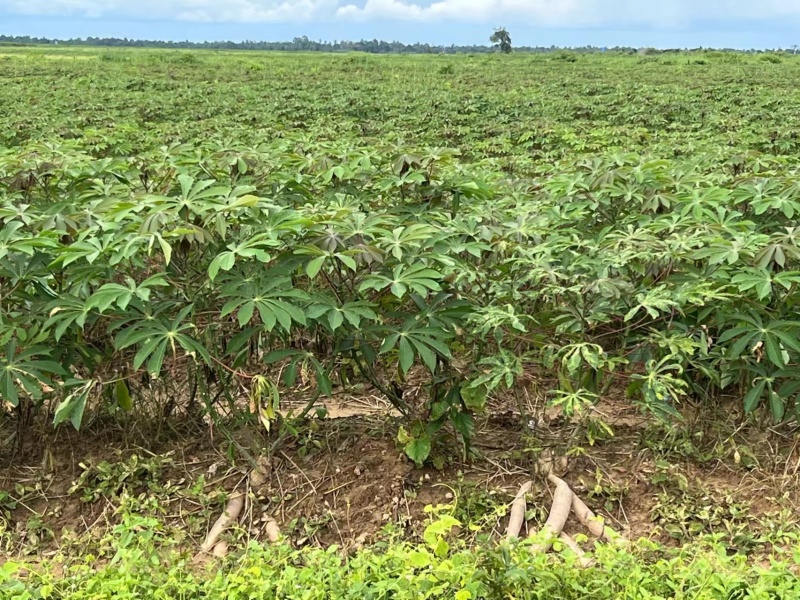 [推荐]淀粉木薯淀粉对接各大工厂基地直发欢迎来电