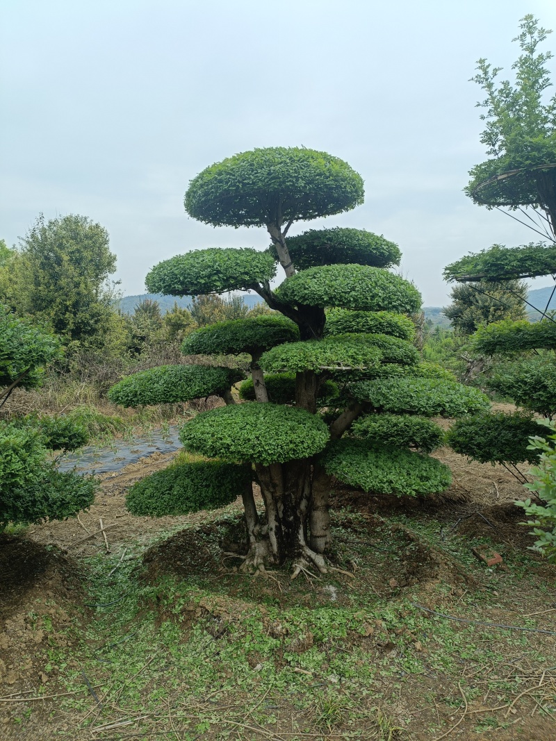 对节白蜡精品货可视频看货随时电话沟通诚信经营