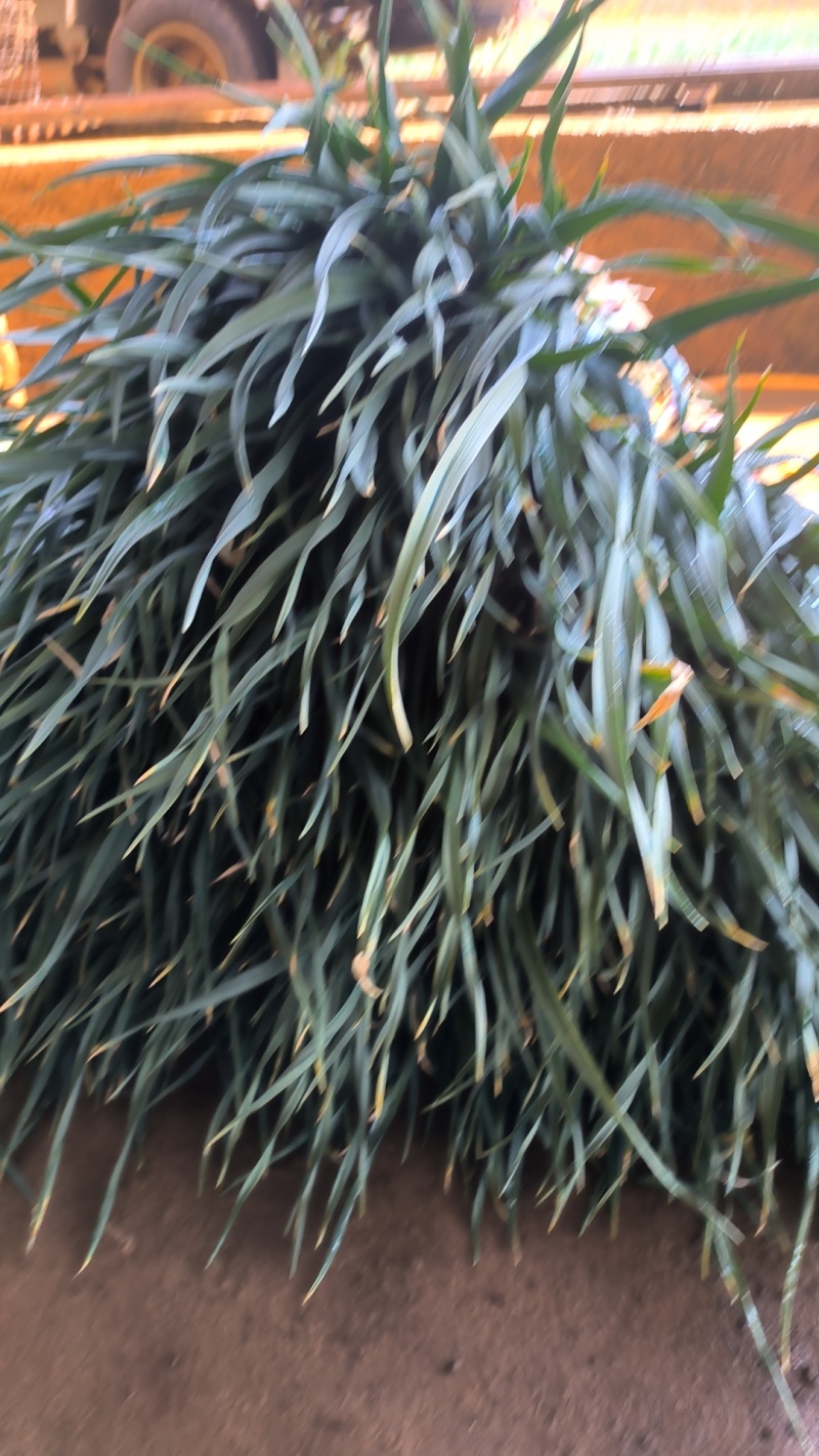 春蒜苗红根