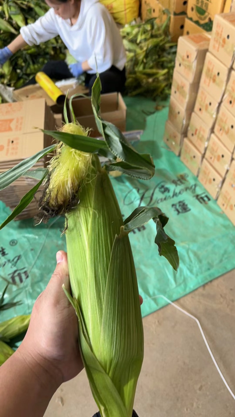 云南水果玉米一件代发