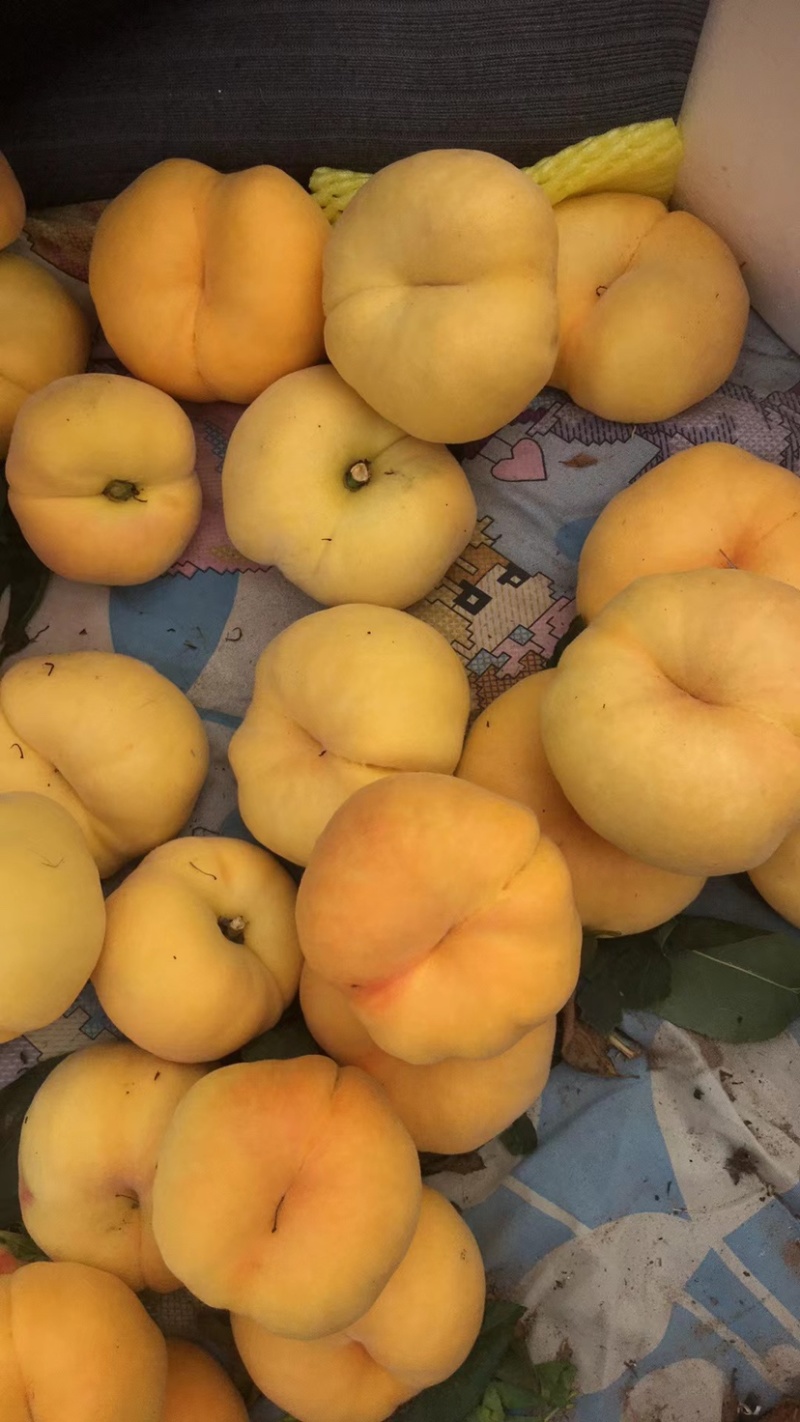 蟠桃，黄毛蟠