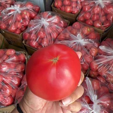 西红柿，西红柿批发，硬粉西红柿，电商货，市场货
