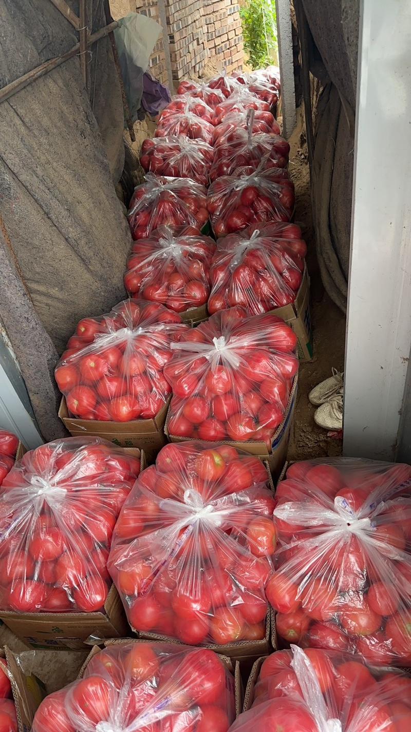 西红柿，西红柿批发，硬粉西红柿，电商货，市场货
