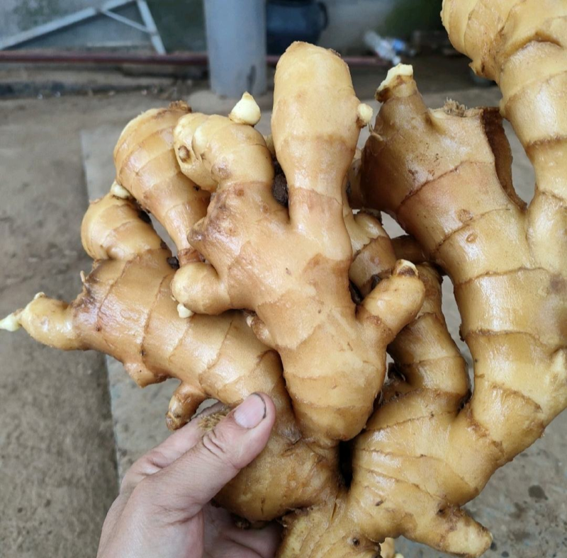 山东大黄姜精品生姜产地直发一手货源全国发货