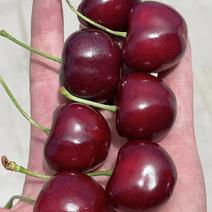 《现摘现发》美早樱桃品种齐全坏果包赔，质量保证，全国发货