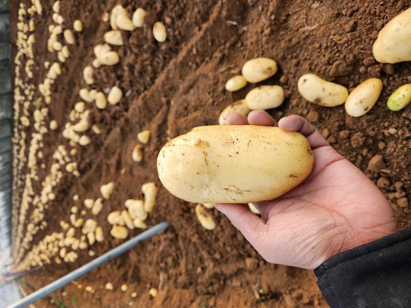 山东土豆滕州新季马铃薯大量上市量大优惠品质保障