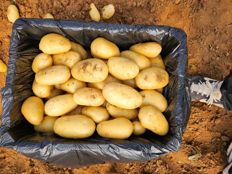 山东土豆滕州新季马铃薯大量上市量大优惠品质保障
