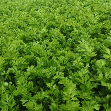 皇后芹菜全棵80公分以上中小棵菜色泽鲜绿无苔子欢迎采购