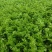 皇后芹菜全棵80公分以上中小棵菜色泽鲜绿无苔子欢迎采购
