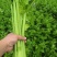 皇后芹菜全棵80公分以上中小棵菜色泽鲜绿无苔子欢迎采购