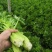 皇后芹菜全棵80公分以上中小棵菜色泽鲜绿无苔子欢迎采购