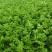 皇后芹菜全棵80公分以上中小棵菜色泽鲜绿无苔子欢迎采购