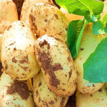 云南沙地新土豆：(沃土、V7、丽薯、合作88)质优价廉。