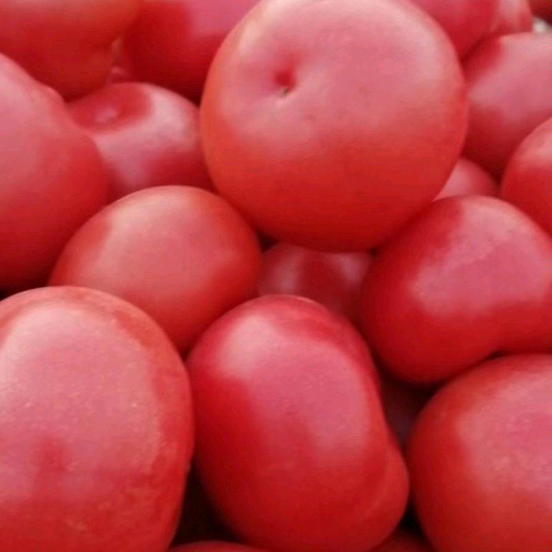 河北精品硬粉西红柿，供超市.电商，产地代发，硬.圆.亮