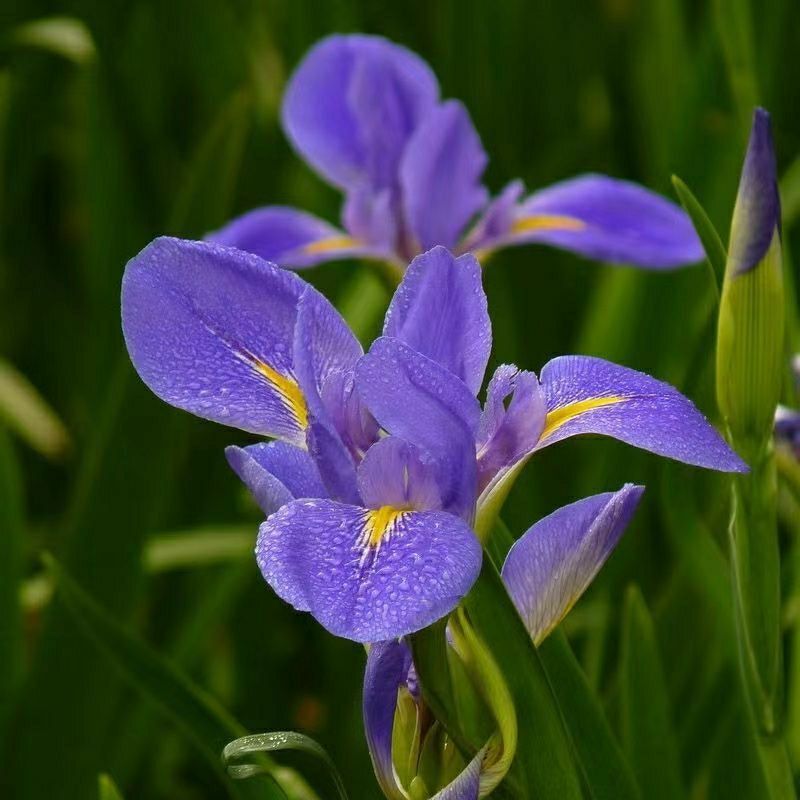 蓝花鸢尾草种子盆栽公园庭院多年生花海花卉花种子蓝花燕尾花