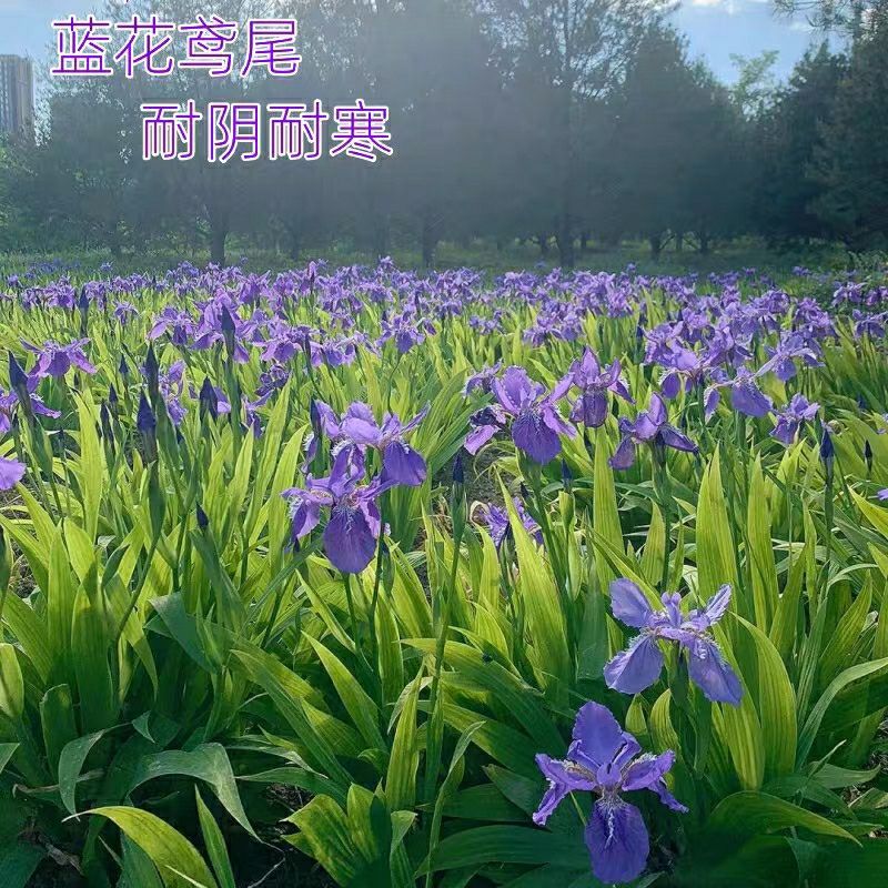 蓝花鸢尾草种子盆栽公园庭院多年生花海花卉花种子蓝花燕尾花