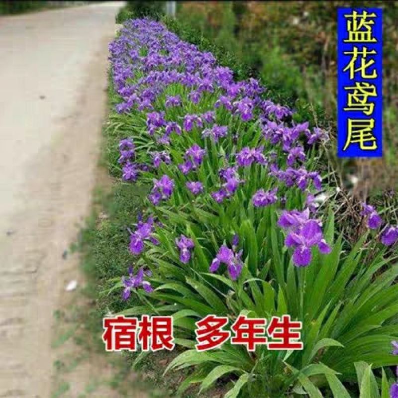 蓝花鸢尾草种子盆栽公园庭院多年生花海花卉花种子蓝花燕尾花