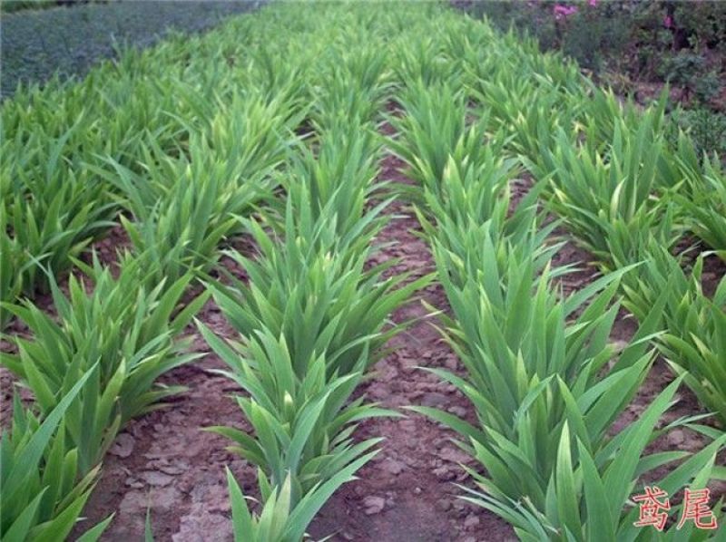 蓝花鸢尾草种子盆栽公园庭院多年生花海花卉花种子蓝花燕尾花