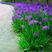 蓝花鸢尾草种子盆栽公园庭院多年生花海花卉花种子蓝花燕尾花