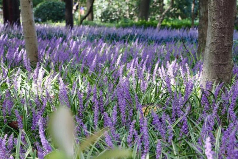 蓝花鸢尾草种子盆栽公园庭院多年生花海花卉花种子蓝花燕尾花