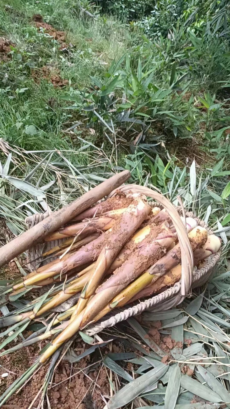 苦笋开始出货