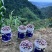 全国各地，三华李工厂凉果次果，收购一树下的三华李大量供应