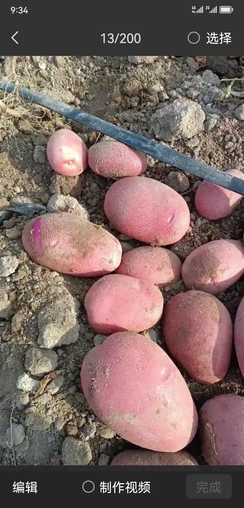 云南沙地新土豆：(沃土、V7、丽薯、合作88)质优价廉。