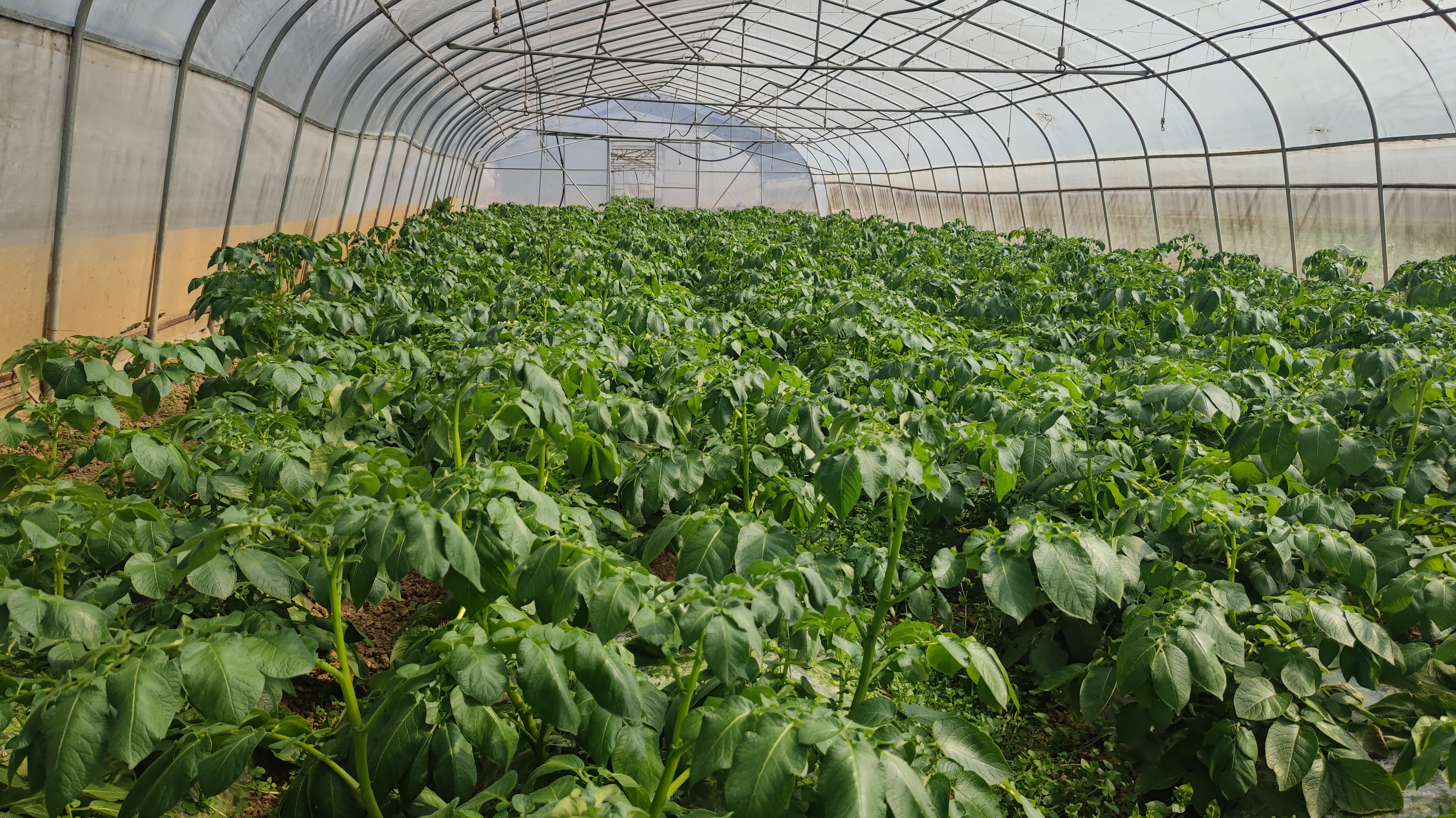 图片说明:长江中下游某试验基地6月下旬露天土豆田实景。可见植株矮小、叶片边缘焦枯、部分茎基部出现褐色病斑;土壤表面龟裂,无覆草,地表温度计显示42.3℃;背景可见晴空与积云,反映典型南方夏季高温高湿天气特征。 南方夏季露天土豆田高温高湿实景