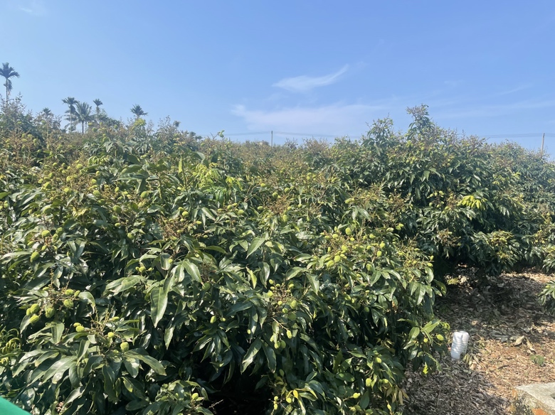 妃子笑荔枝果园航拍图