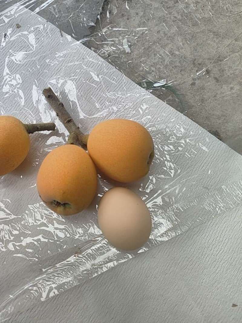 枇杷