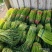宁陵红帽蒜苔