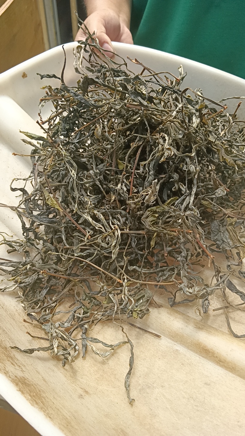 古树茶