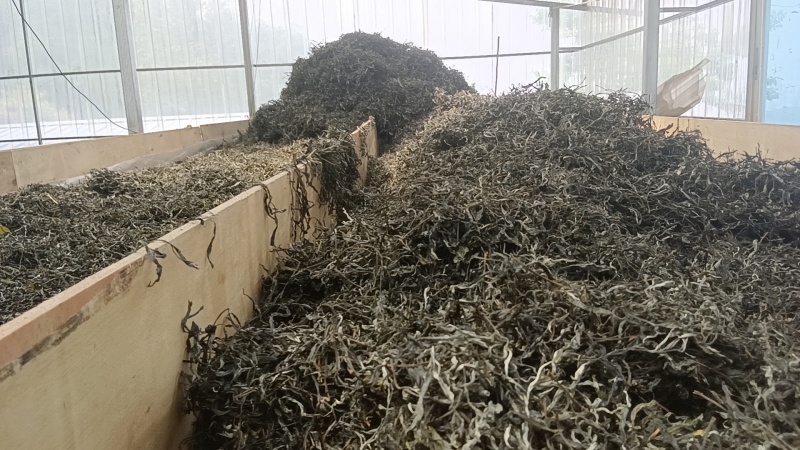 古树茶