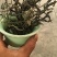 古树茶