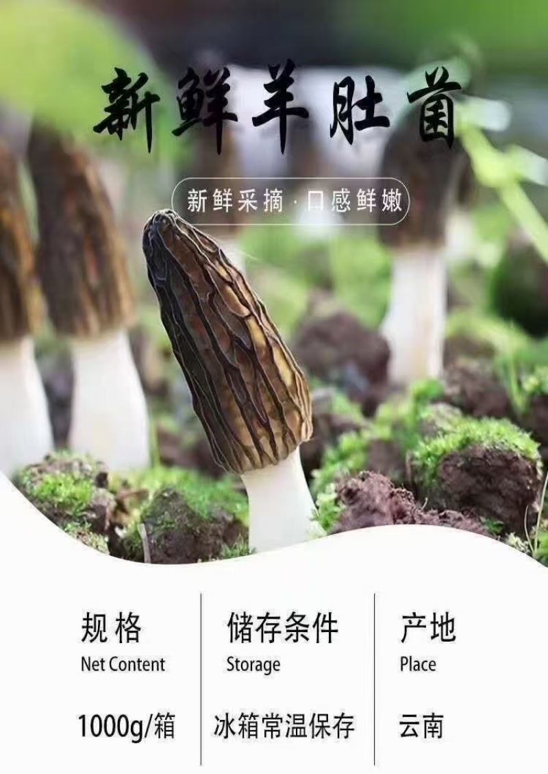 高原新鲜羊肚菌云南四野生菌菇礼盒送礼现货顺丰空运一件代发