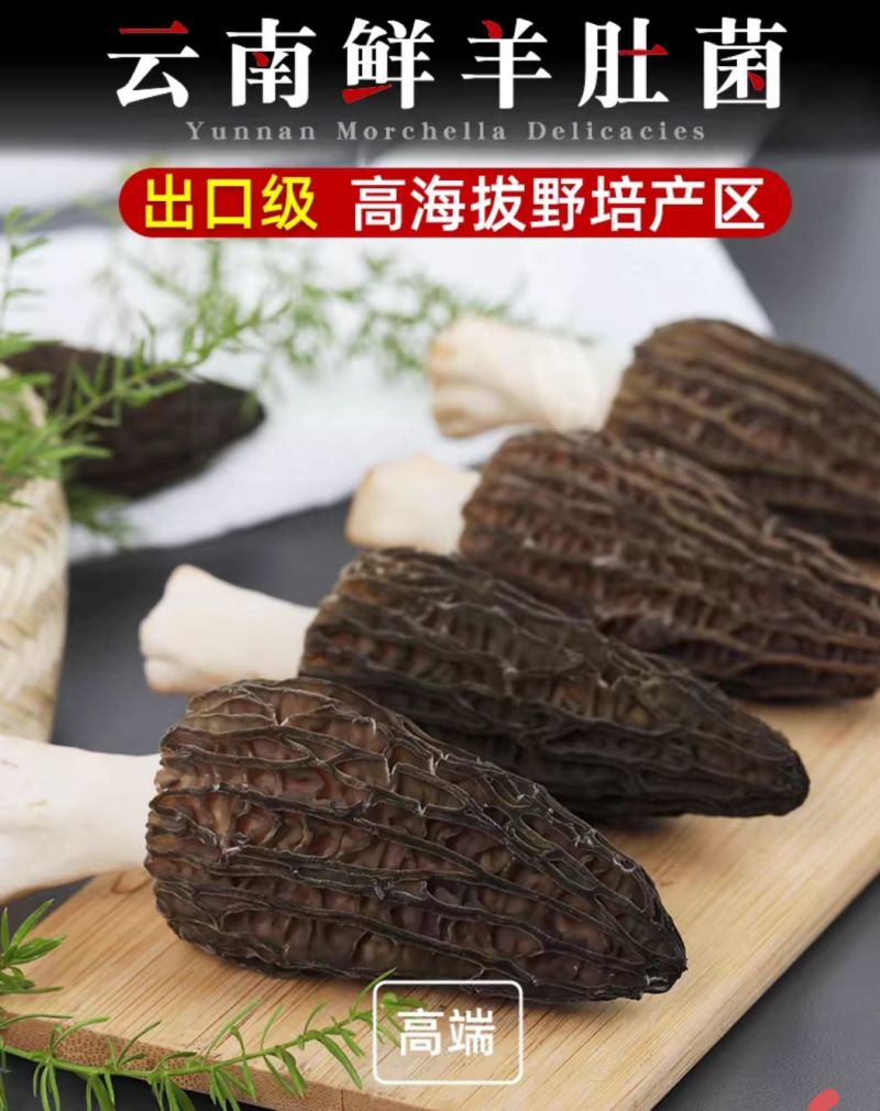 高原新鲜羊肚菌云南四野生菌菇礼盒送礼现货顺丰空运一件代发