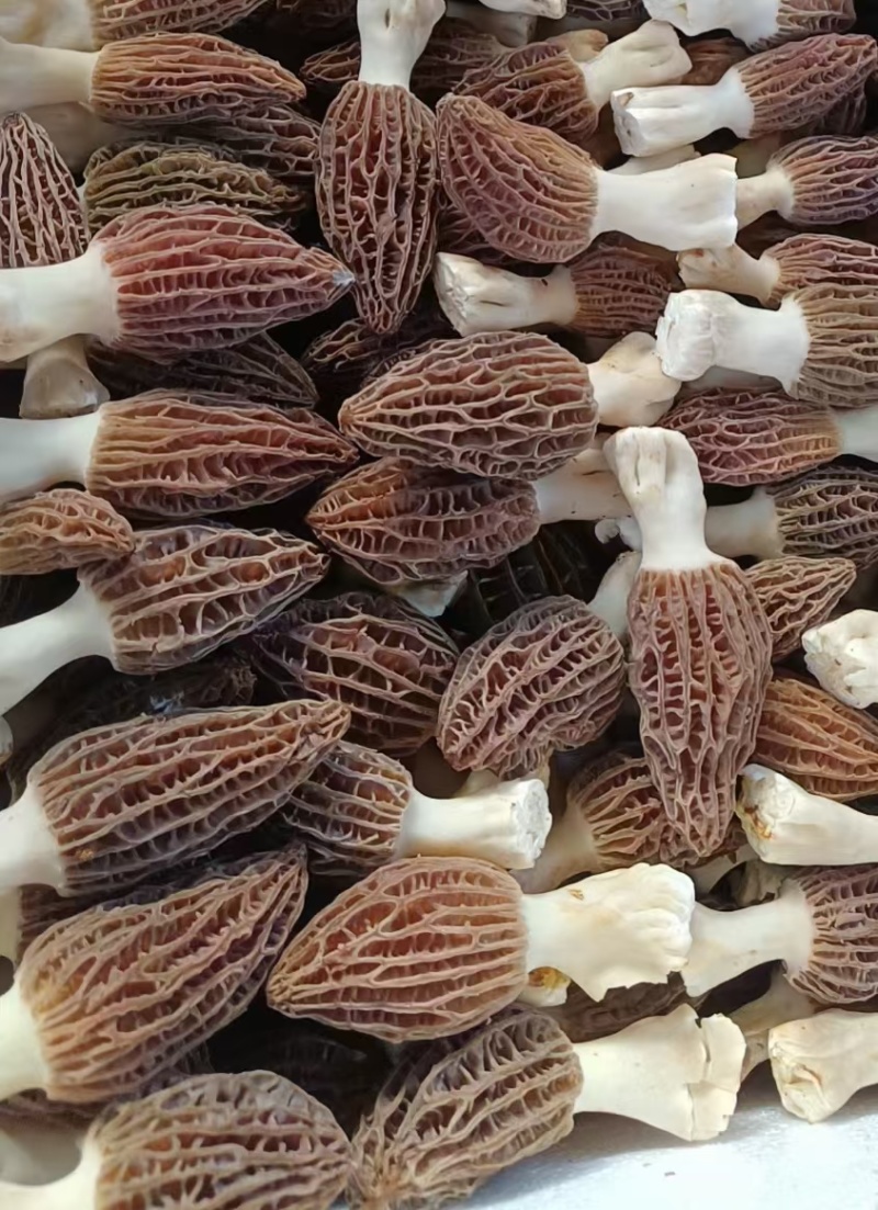 高原新鲜羊肚菌云南四野生菌菇礼盒送礼现货顺丰空运一件代发
