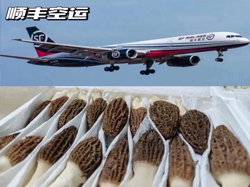 高原新鲜羊肚菌云南四野生菌菇礼盒送礼现货顺丰空运一件代发