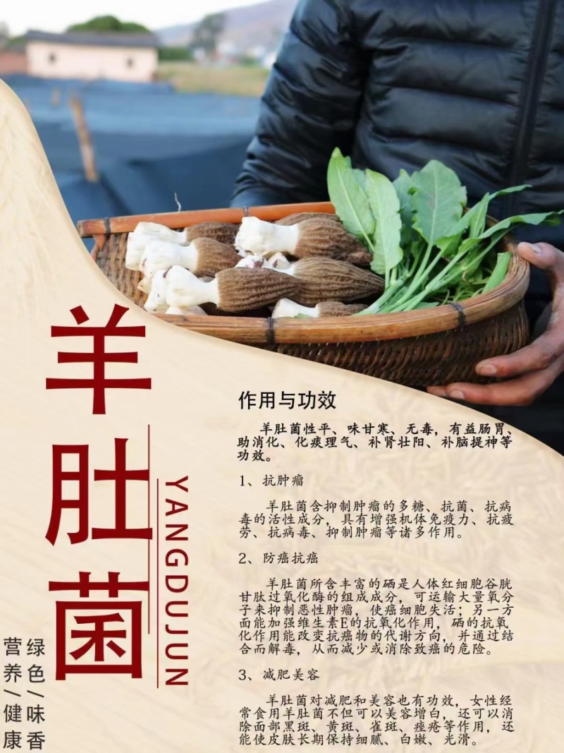 高原新鲜羊肚菌云南四野生菌菇礼盒送礼现货顺丰空运一件代发