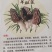 高原新鲜羊肚菌云南四野生菌菇礼盒送礼现货顺丰空运一件代发