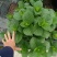 无尽夏绣球八仙花2加仑