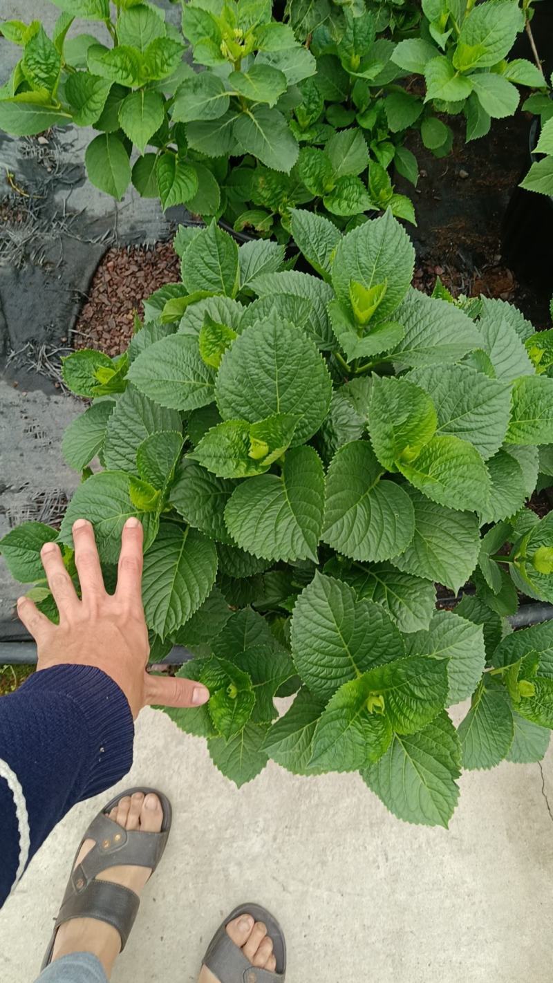 无尽夏绣球八仙花2加仑